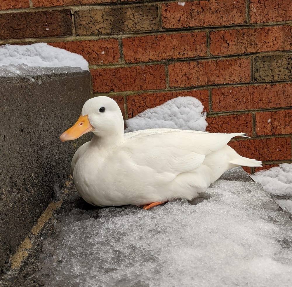 Meet your Posher, Kaylee